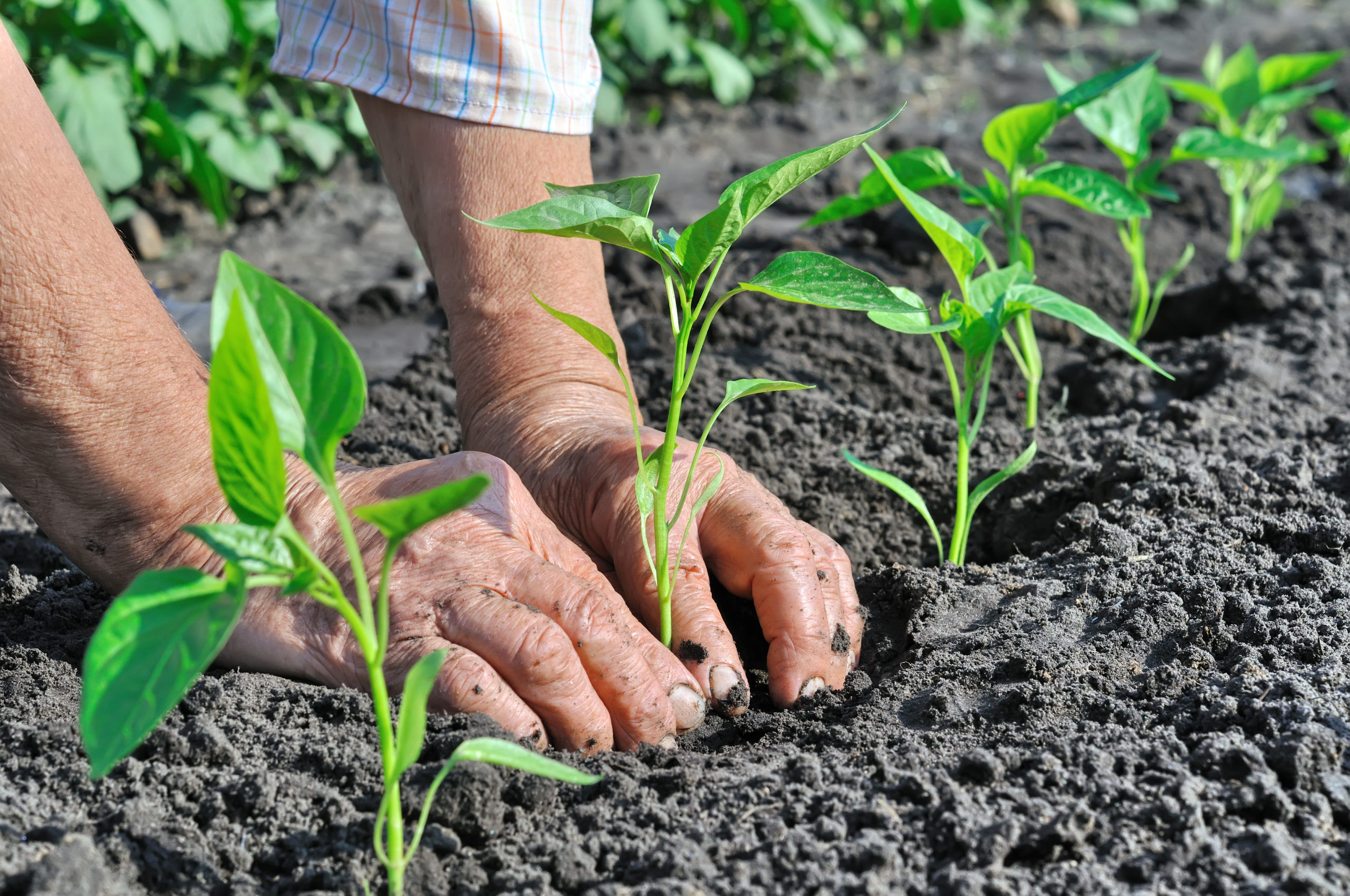 image of hands planting organic products