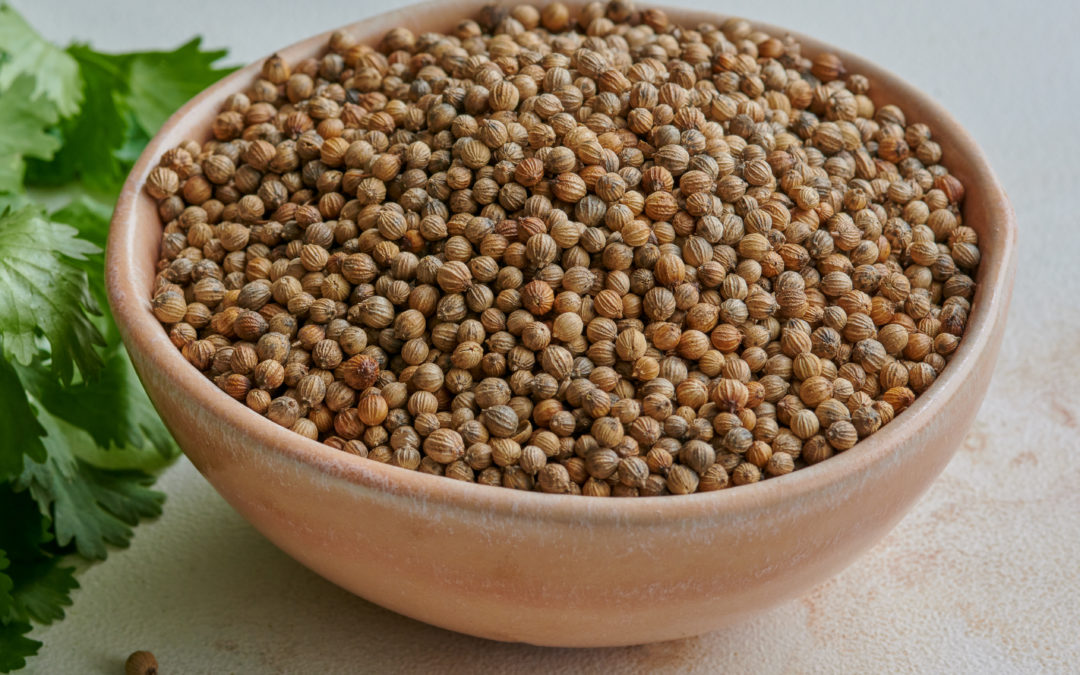 Coriander Seed: The History, Origins, and Common Uses