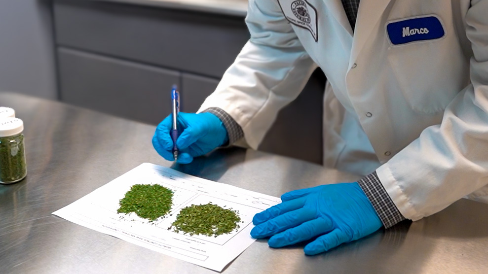 Quality control technician inspecting and documenting herb cut size samples on paper in a food processing lab